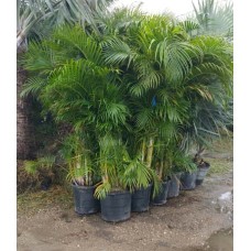Areca Palm 25 Gallon